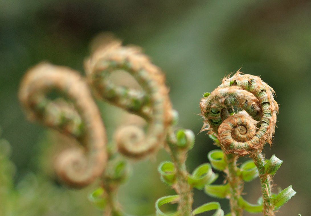 photo of a green fiddlehead ferns starting to unfurl